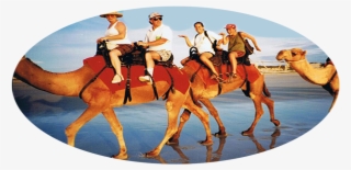 0 - - Camel Riding Port Stephens