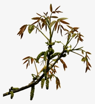 Descargar - Branches Transparency Png