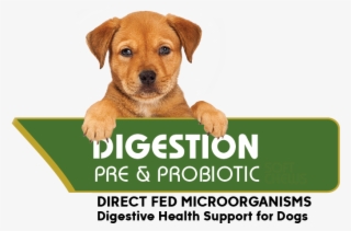 [images Style="0" - Wppi