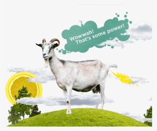Offset Your Emissions From Electricity - Goat