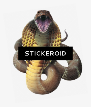 Cobra Snake