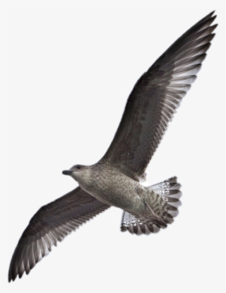 Report Abuse - Birds Png