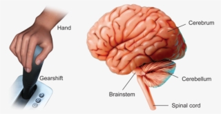 The Cerebrum Completely Covers The Brain Stem