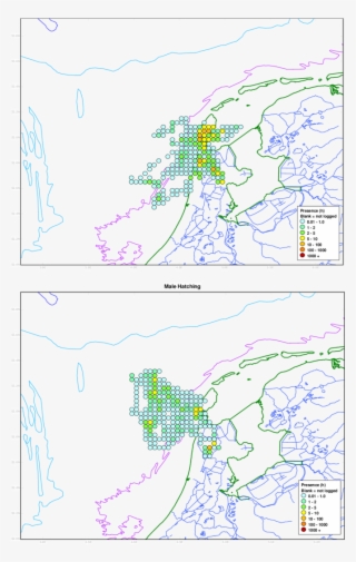 Time Spent Per 2x3' Rectangle In And Around The Breeding - Lesser Black-backed Gull