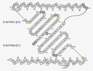 Collier Oncmyk Uga G Domain - Immunoglobulin G Beta Turns