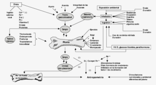 Modelo Biológico Del Plomo En Hueso - Biology