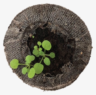 Seven Weeks Before The Actual Experiment Plant Seeds - Placemat