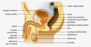 Open - Aparato Reproductor Masculino Prepucio