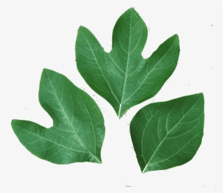 Sassafras Accounting & Taxes - Business