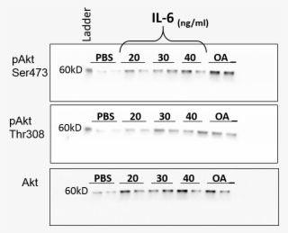 In Vitro Bioactivity In Cell Culture Recombinant Human - In Vitro