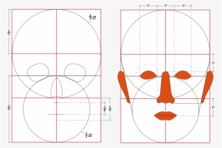 1000px-human Head Proportions - Human Head Proportions