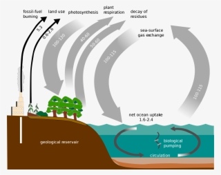 2000px Carbon Cycle Simple Diagram Svg - Gas Exchange Ocean Diagram ...