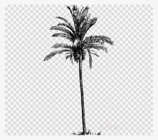 Download Watercolor Painting Clipart Asian Palmyra - Palm Trees