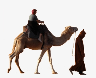 Travel Further By Traveling Together - Arabian Camel