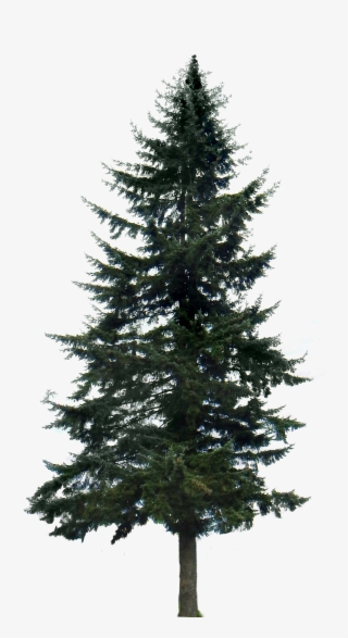 High Burst Damage - Pine Tree Silhouette Drawing