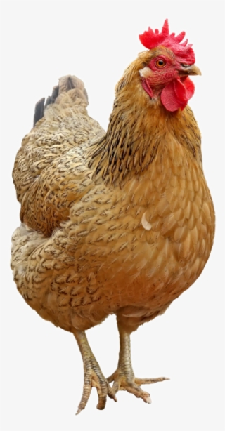 Chicken Png Transparent Image - Chicken Hen Png