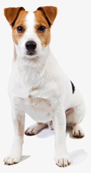 Jack Russell Terrier Transparent Images - Jack Russell Smooth Fox Terrier