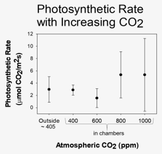 But, Their Photosynthetic Rates Are Also A Lot More - Diagram
