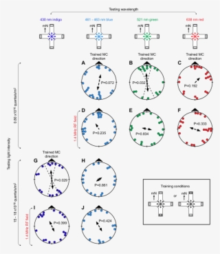 Magnetic Compass Orientation Of Zebra Finches Under - Download