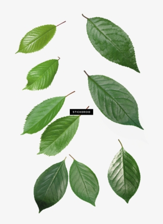 Green Leaf Leaves - Transparent Background Green Leaf