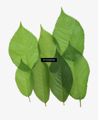 غرين أبل Png تفاحة - 漢方臨床320例: 日常外来診療の視点から