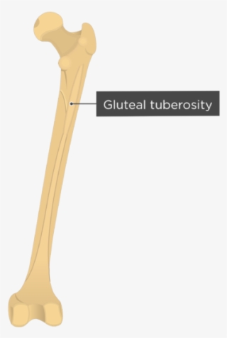 Gluteal Line Of Femur - Gluteal Tuberosity