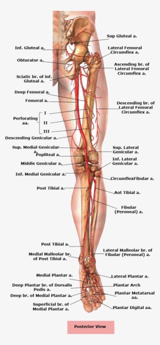 Picture Royalty Free Stock Anatomical Drawing Femur - Legs Body Parts Name