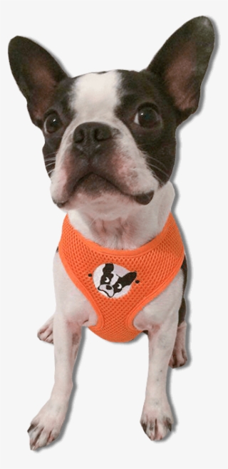 Boston Terrier Harness - Boston Terrier No Background