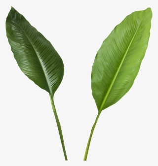 Green Leaves Transparent - Coconut