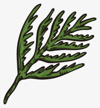 Coral Leaves Png Transparent - Illustration