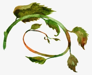 Hand Painted Loofah Leaves Png Transparent - Portable Network Graphics