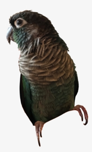 0 - Parakeet