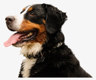 Or, If Your Pooch Is Truly Special To You, We Can Set - Dog