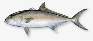 Fillet - Greater Amberjack Fish