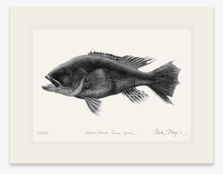 Black Sea Bass, - Watercolor Painting