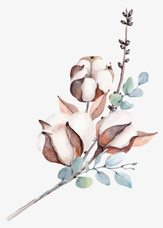 Фотки Botanical Illustration - Watercolor Cotton Flower