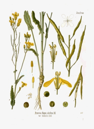 Canola Flower, Mustard Plant, Seed Illustration, Botanical - Legitrape-svg.png Shower Curtain