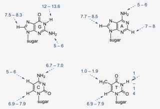 Nmr Chemical Shifts Of The Key Residues Observed In - Nucleic Acid Base Structure