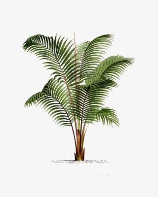 Arecaceae Printmaking Poster Botanical - Palm Tree Botanical