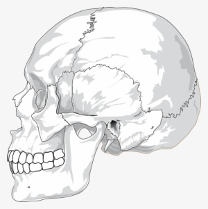 5 Reasons Your Jaw Clicks Or Pops When You Chew - Skull Side View Png