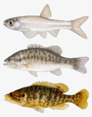 Fnv Fishes - Fallout 4 Mods Fish