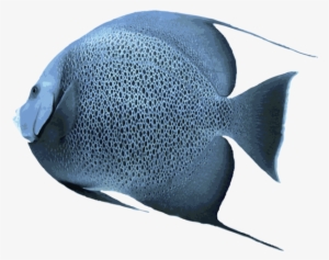 Angelfish Transparent Png - Salt Water Fish Png
