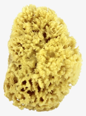 Sea Wool Natural Bath Sponge 5" - Sea