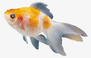 Colour Fish Images Png
