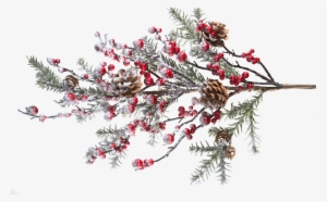 Holly Branch Png - Berry