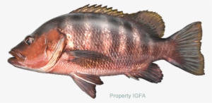 Freshwater Line Class Records - Lutjanus Goldiei