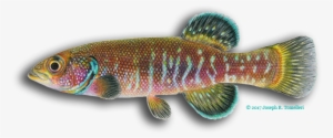 Test Your Ichthyology Iq On The Fish Quiz, Stumping - Fish
