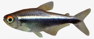 Black Neon Pajas Zt Download Library Wiki - Black Neon Tetra Png