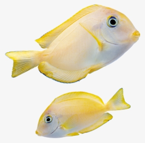 Fish Png - Marine Fish Png