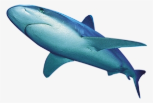 Shark Png File